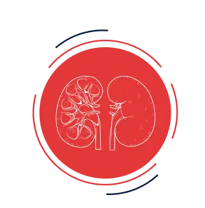 Зображення нирок для мобільної версії