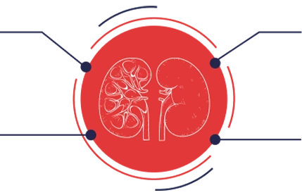 Зображення нирок для ПК
